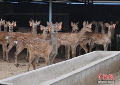 吉林以全产业链思维激活“土特产”资源创富